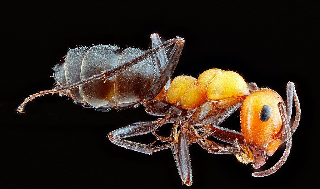 Ant Control service in Suffolk, VA