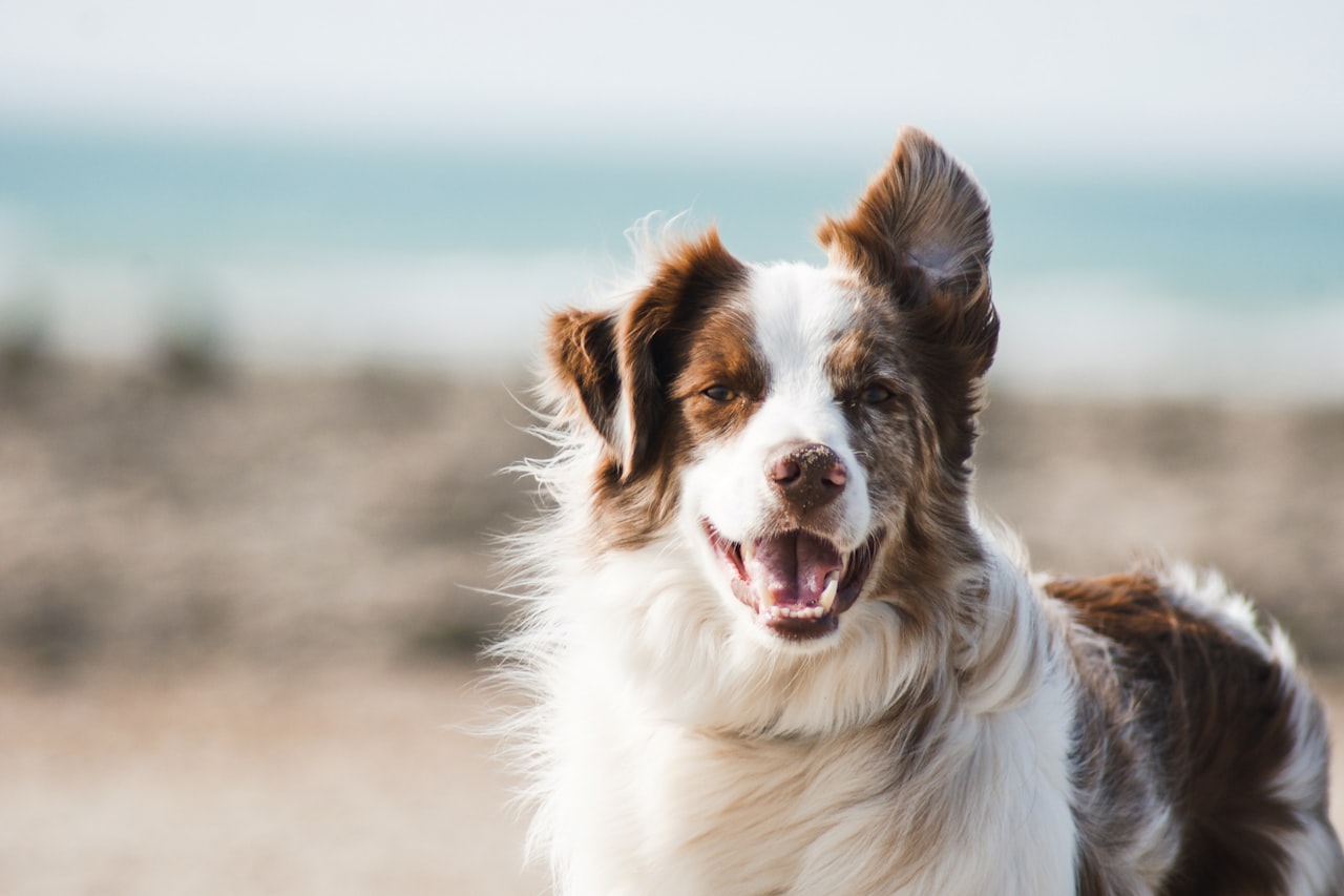 Flea & Tick Control service in Suffolk, VA