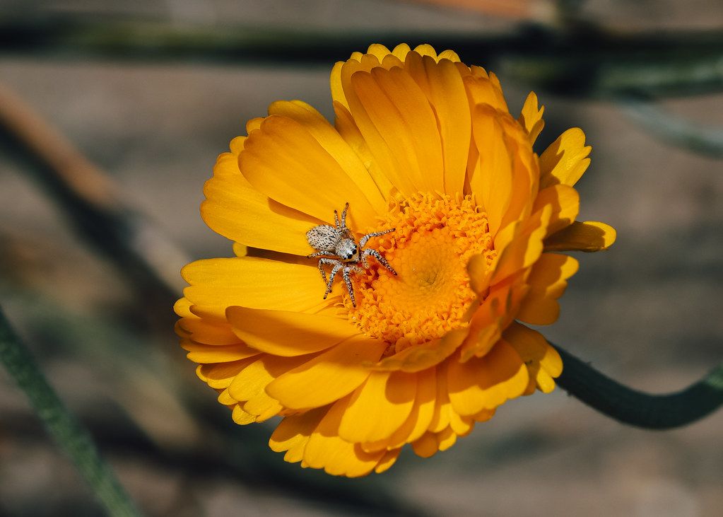 Spider Control service in Suffolk, VA